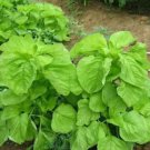 2000 Pcs Green Amaranth Seeds Chinese Spinach Green Edible Vegetable 2000 Pcs Green Amaranth Seeds Chinese Spinach Green Edible Vegetable