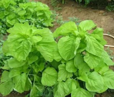 2000 Pcs Green Amaranth Seeds Chinese Spinach Green Edible Vegetable