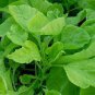 2000 Pcs Green Amaranth Seeds Chinese Spinach Green Edible Vegetable