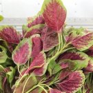 2000 Pcs Red Amaranth Seeds, Chinese Spinach Seeds Amaranth 2000 Pcs Red Amaranth Seeds, Chinese Spinach Seeds Amaranth