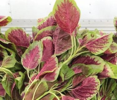 2000 Pcs Red Amaranth Seeds, Chinese Spinach Seeds Amaranth