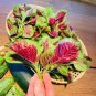 2000 Pcs Red Amaranth Seeds, Chinese Spinach Seeds Amaranth