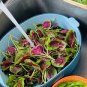 2000 Pcs Red Amaranth Seeds, Chinese Spinach Seeds Amaranth