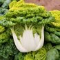 4000 Pcs Yellow Heart pak choi seeds Chinese Cabbage BokChoy Napa Cabbage Siu Bok Choy