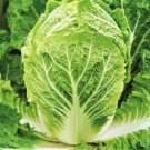 1000 Pcs Chinese cabbage seeds-non-GMO-organic Cabbage-open pollination 1000 Pcs Chinese cabbage seeds-non-GMO-organic Cabbage-open pollination