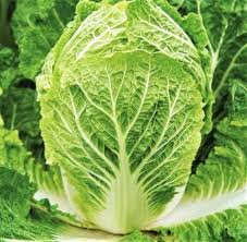 1000 Pcs Chinese cabbage seeds-non-GMO-organic Cabbage-open pollination