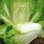 1000 Pcs Chinese cabbage seeds-non-GMO-organic Cabbage-open pollination