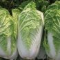 1000 Pcs Chinese cabbage seeds-non-GMO-organic Cabbage-open pollination