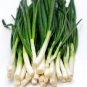 1000 Pcs Chinese Garlic Chives Seeds