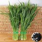 1000 Pcs Chinese Garlic Chives Seeds