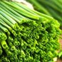 1500 Pcs Heirloom Onion Chives Seeds