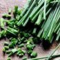 1500 Pcs Heirloom Onion Chives Seeds