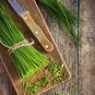 1500 Pcs Heirloom Onion Chives Seeds