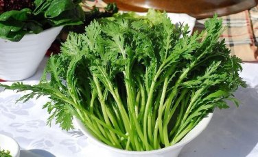 2000 Pcs Garland Chrysanthemum Seeds Tong Ho edible Chrysanthemum coronarium Asia Veg