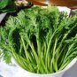 2000 Pcs Garland Chrysanthemum Seeds Tong Ho edible Chrysanthemum coronarium Asia Veg