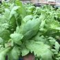 2000 Pcs Garland Chrysanthemum Seeds Tong Ho edible Chrysanthemum coronarium Asia Veg