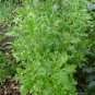 2000 Pcs Seeds Tong Ho edible Chrysanthemum