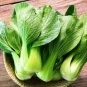 800 Pcs CHINESE CABBAGE (Buk Choy-White Stem) Seeds (BNISP) - Quick Growing