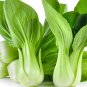 800 Pcs CHINESE CABBAGE (Buk Choy-White Stem) Seeds (BNISP) - Quick Growing