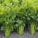 5000 Pcs Tall Utah Celery Seeds