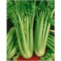 5000 Pcs Tall Utah Celery Seeds