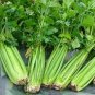 5000 Pcs Tall Utah Celery Seeds