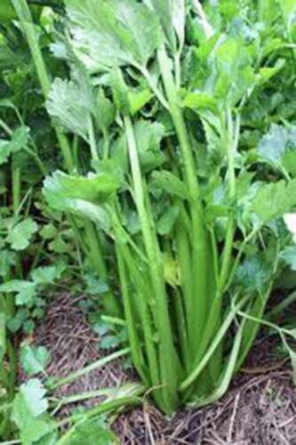 2000 Pcs Chinese Celery Seeds Khuenchai Kan-tsai Kin-tsai Kunchoy Qincai Kinchay