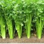 2000 Pcs Chinese Celery Seeds Khuenchai Kan-tsai Kin-tsai Kunchoy Qincai Kinchay
