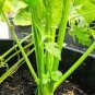 2000 Pcs Chinese Celery Seeds Khuenchai Kan-tsai Kin-tsai Kunchoy Qincai Kinchay