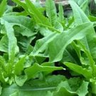 2500 Pcs Chinese leaf lettuce Sword pointed lettuce A Choy You Mai Tsai