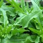 2500 Pcs Chinese leaf lettuce Sword pointed lettuce A Choy You Mai Tsai