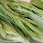 2500 Pcs Chinese leaf lettuce Sword pointed lettuce A Choy You Mai Tsai