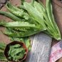 2500 Pcs Chinese leaf lettuce Sword pointed lettuce A Choy You Mai Tsai