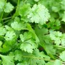 1100 Pcs Cilantro/Coriander Leaves Chinese parsley Mexican parsley