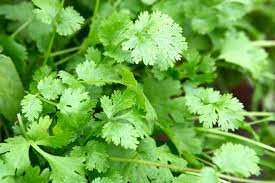 1100 Pcs Cilantro/Coriander Leaves Chinese parsley Mexican parsley