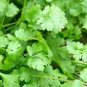 1100 Pcs Cilantro/Coriander Leaves Chinese parsley Mexican parsley