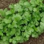 1100 Pcs Cilantro/Coriander Leaves Chinese parsley Mexican parsley