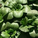 2000 Pcs Vegetable seeds, Chinese cabbage, Suzhou green
