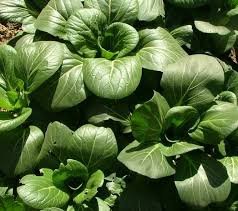 2000 Pcs Vegetable seeds, Chinese cabbage, Suzhou green