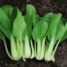 2000 Pcs Pak Choi White Stem Chinese Cabbage Bok choy vegetable 2000 Pcs Pak Choi White Stem Chinese Cabbage Bok choy vegetable