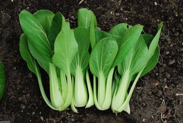 2000 Pcs Pak Choi White Stem Chinese Cabbage Bok choy vegetable