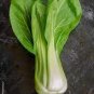 2000 Pcs Pak Choi White Stem Chinese Cabbage Bok choy vegetable