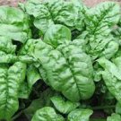 600 Pcs Big round leaf spinach Seeds Giant Noble spinach Persia vegetable