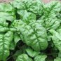 600 Pcs Big round leaf spinach Seeds Giant Noble spinach Persia vegetable