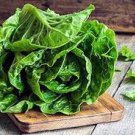 2000 Pcs Lettuce Seeds Parris Island Cos Popular Garden Vegetable 2000 Pcs Lettuce Seeds Parris Island Cos Popular Garden Vegetable