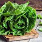 2000 Pcs Lettuce Seeds Parris Island Cos Popular Garden Vegetable