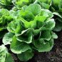 2000 Pcs Lettuce Seeds Parris Island Cos Popular Garden Vegetable