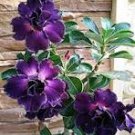 2 Pcs Adedium Seeds Desert Rose Blackish Purple Single Petal with White Color