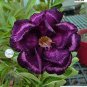 2 Pcs Adedium Seeds Desert Rose Blackish Purple Single Petal with White Color