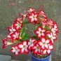 2 Pcs Desert Rose Adenium Seeds - Bonsai Series White Single Flowers with Rose Red Edge